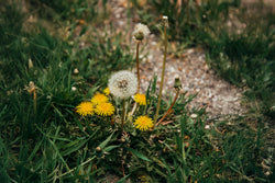 A Comprehensive Guide to Weedkiller