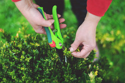 Electric or Manual Pruners: Which is Best For Me?