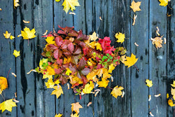 Preparing for Autumn: A Groundcare Guide