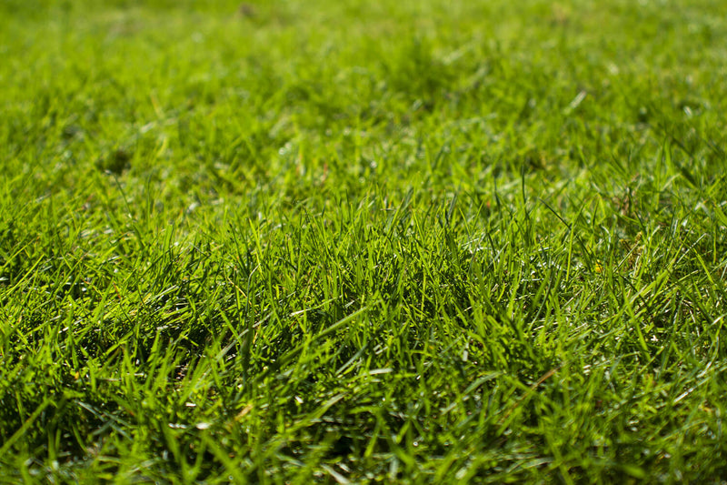What to Look for When Buying Grass Seed