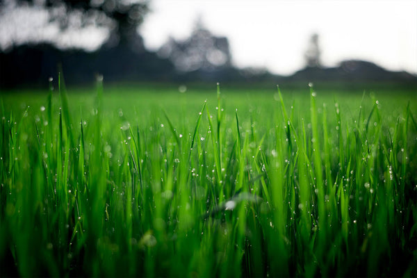 When to Scarify Your Lawn