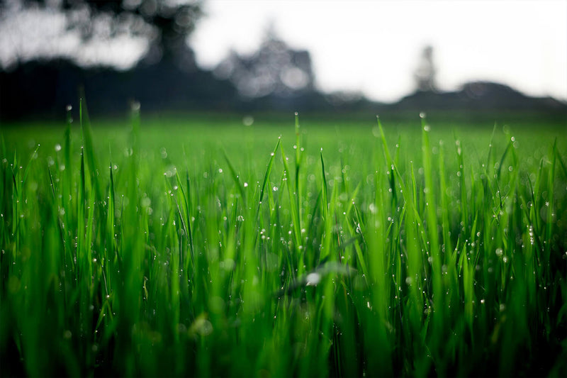 When to Scarify Your Lawn