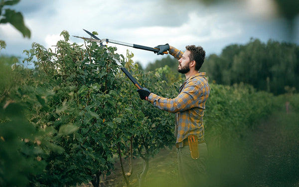The Ultimate Guide to Choosing the Best Tree Pruner