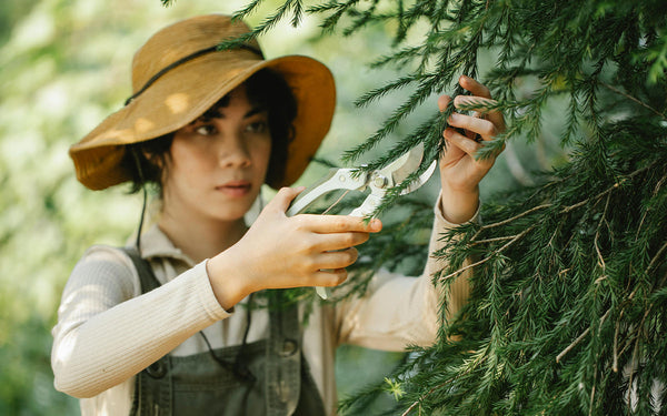 How to Prune Trees Like a Pro: Tips and Techniques