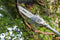 Stihl HTA66 Pole Pruner ( AP )