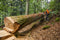 Stihl MS881 Chainsaw - 30"
